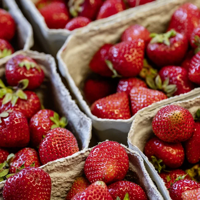 Frische Erdbeeren in Kartonkörben verpackt
