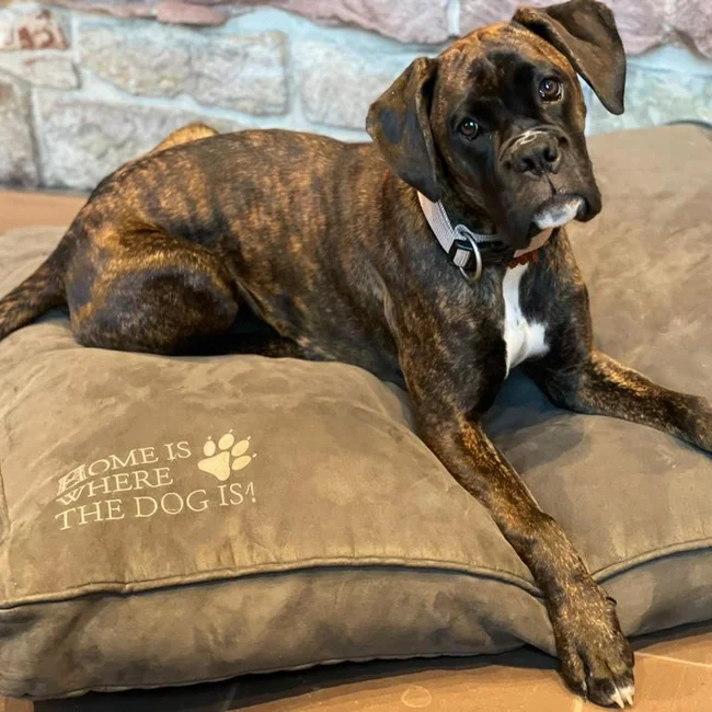 Brauner Boxer-Hund liegt auf grauem Hundebett vor Steinwand