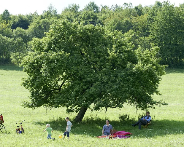 Familie mit Kindern beim Picknick unter einem großen Baum auf einer grünen Wiese