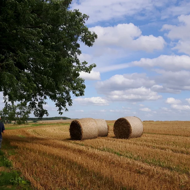 Mann geht an Strohballen auf einem Feld unter blauem Himmel mit Wolken entlang