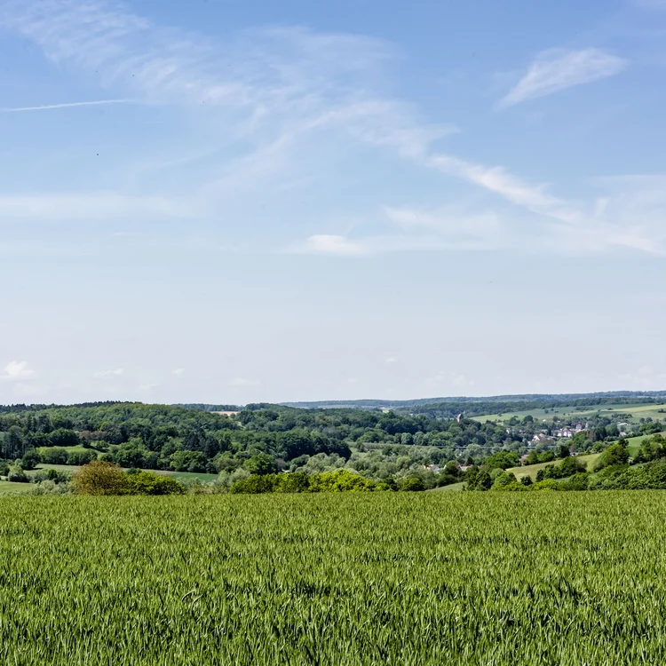 Grünes Feld mit Wald und Dorf unter blauem Himmel