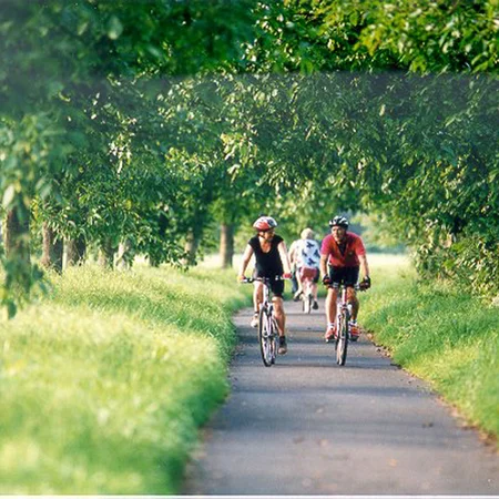 Zwei Radfahrer fahren auf einem von Bäumen gesäumten Weg im Grünen