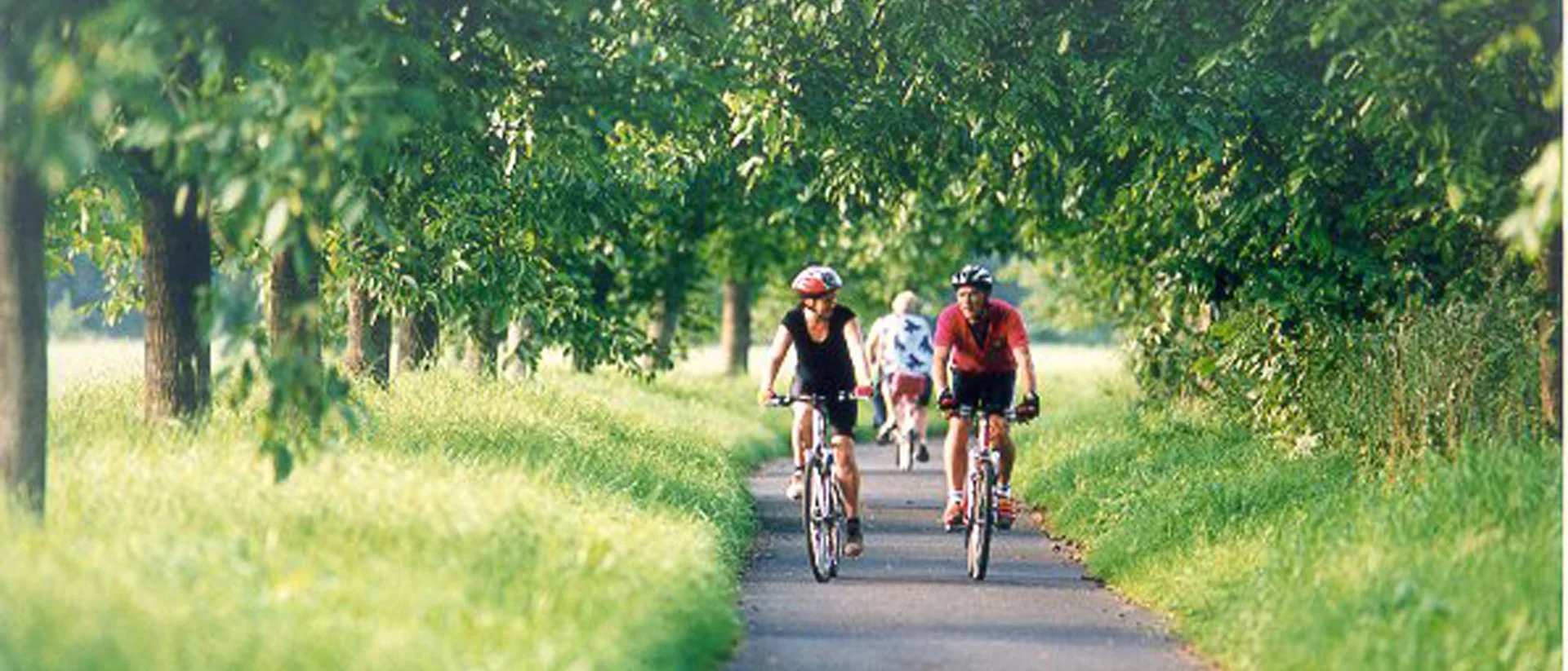 Radfahren im Grenzgebiet Pfalz und Frankreich Zwei Radfahrer fahren auf einem von Bäumen gesäumten Weg im Grünen