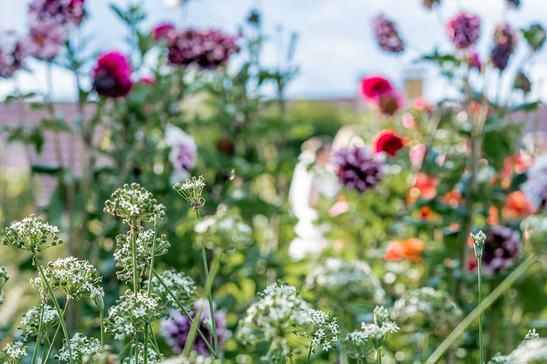 Nahaufnahme von weißen und bunten Blumen auf einer Wiese bei Tageslicht