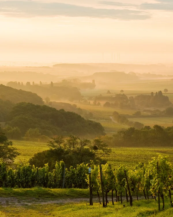 Nebliges Tal mit grünen Weinbergen und Bäumen im sanften Morgenlicht