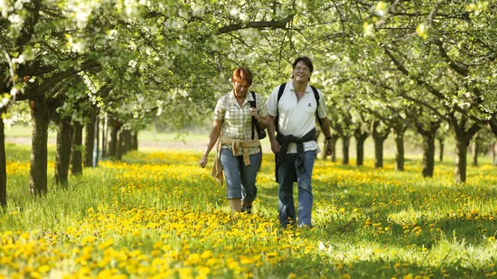 Zwei Menschen spazieren durch blühende Obstbäume und Wiese voller gelber Blumen