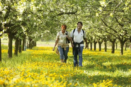 Zwei Menschen spazieren durch blühende Obstbäume und Wiese voller gelber Blumen