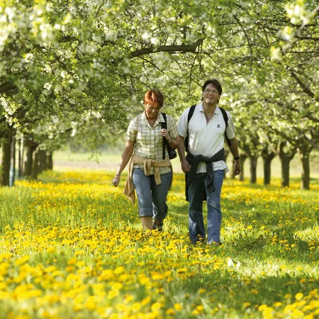 Zwei Menschen spazieren durch blühende Obstbäume und Wiese voller gelber Blumen