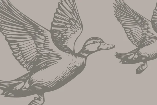 Illustration zweier fliegender Enten mit ausgebreiteten Flügeln