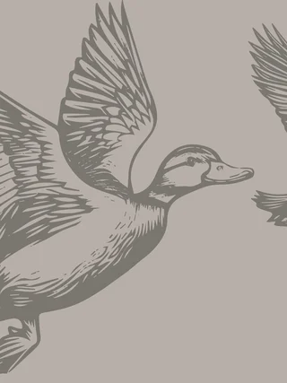 Illustration zweier fliegender Enten mit ausgebreiteten Flügeln