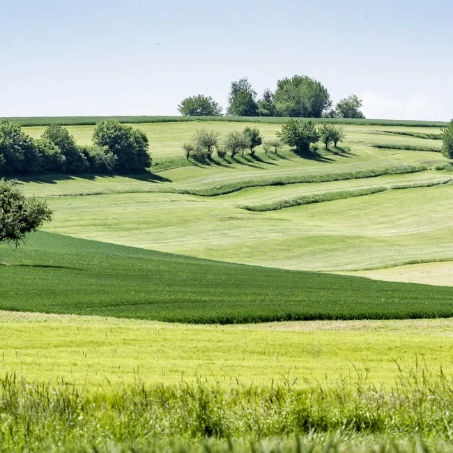 Grüne hügelige Landschaft mit Bäumen und klarem Himmel