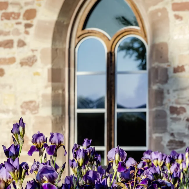 Violette Blumen vor einem gotischen Fenster in einer Steinfassade