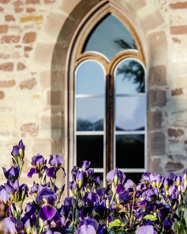 Violette Blumen vor einem gotischen Fenster in einer Steinfassade