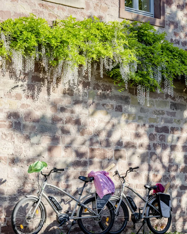 Zwei Fahrräder lehnen an einer Steinmauer mit blühendem Grün darüber