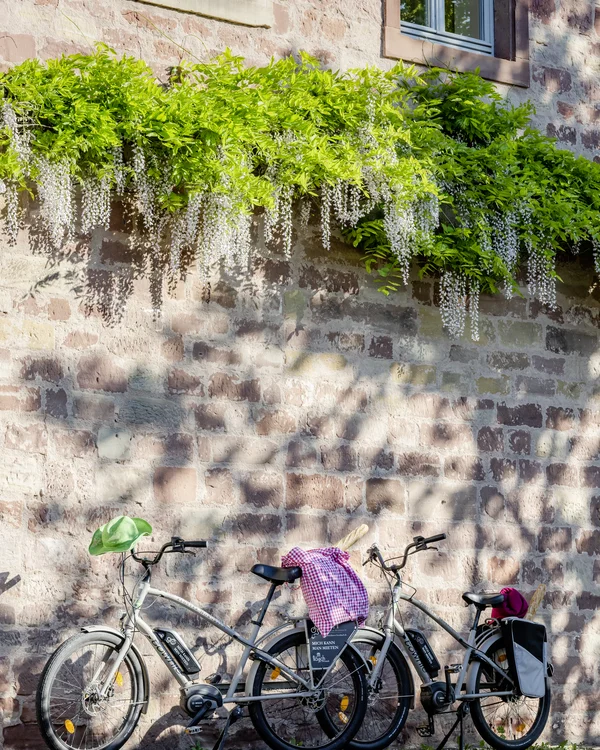 Zwei Fahrräder vor einer Backsteinmauer mit grünen Pflanzen und weißen Blüten